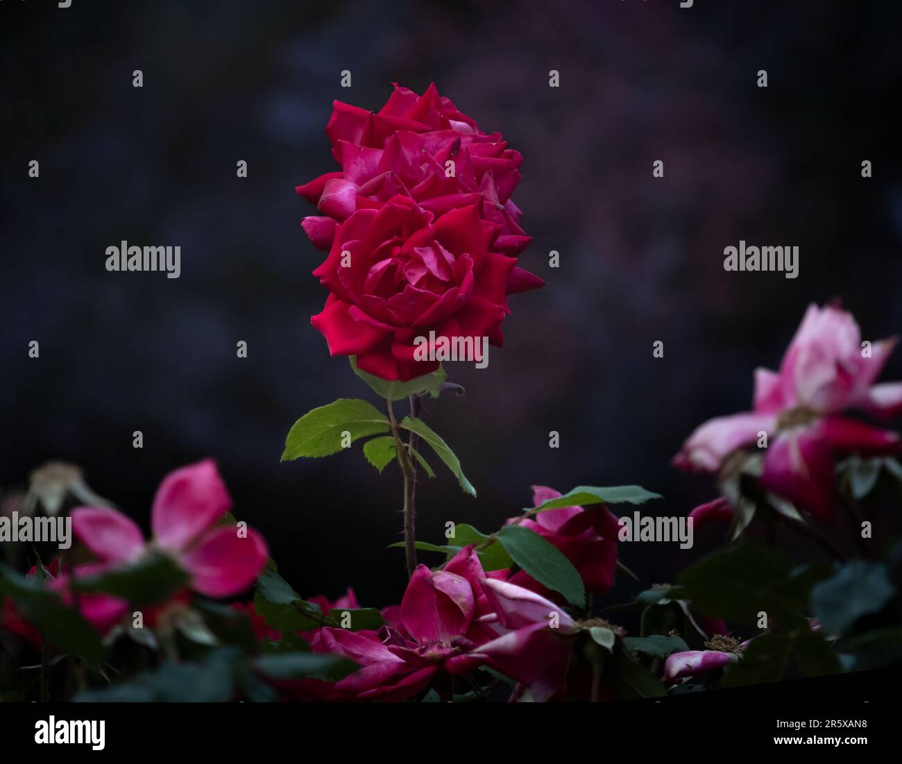 Two red roses, roseae, standing upright above a bush of pink roses on a