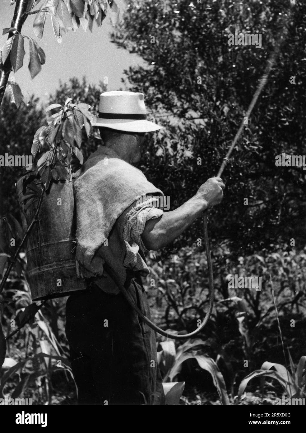 A man spraying insecticide on olive trees in Trieste, Italy. The insecticide was bought with Marshall Plan funds. The Marshall Plan was a very ambitious financial aid program proposed by US Secretary of State George Marshall. He understood that a destroyed and prostrate Europe had to have financial help if it were to recover and to remove the threat of communist insurgency. The aid was given not lent and each country decided on how it would use the funds. In the three years of the program the US gave Europe $13 billion, a colossal sum worth $175 billion at todays values. This far-seeing and ge Stock Photo
