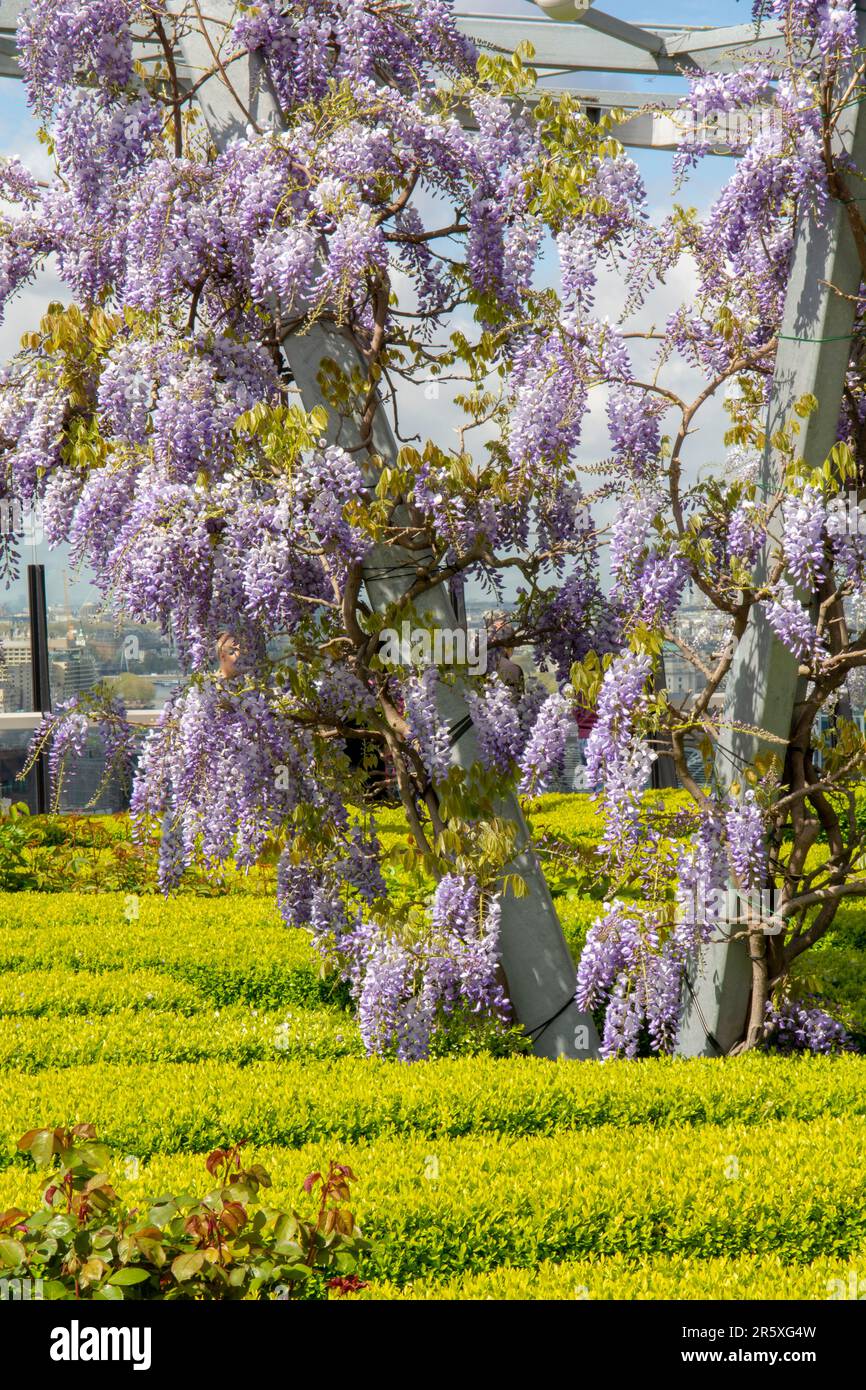 Purple flowers of Wisteria sinensis or Blue rain. Blooming Chinese