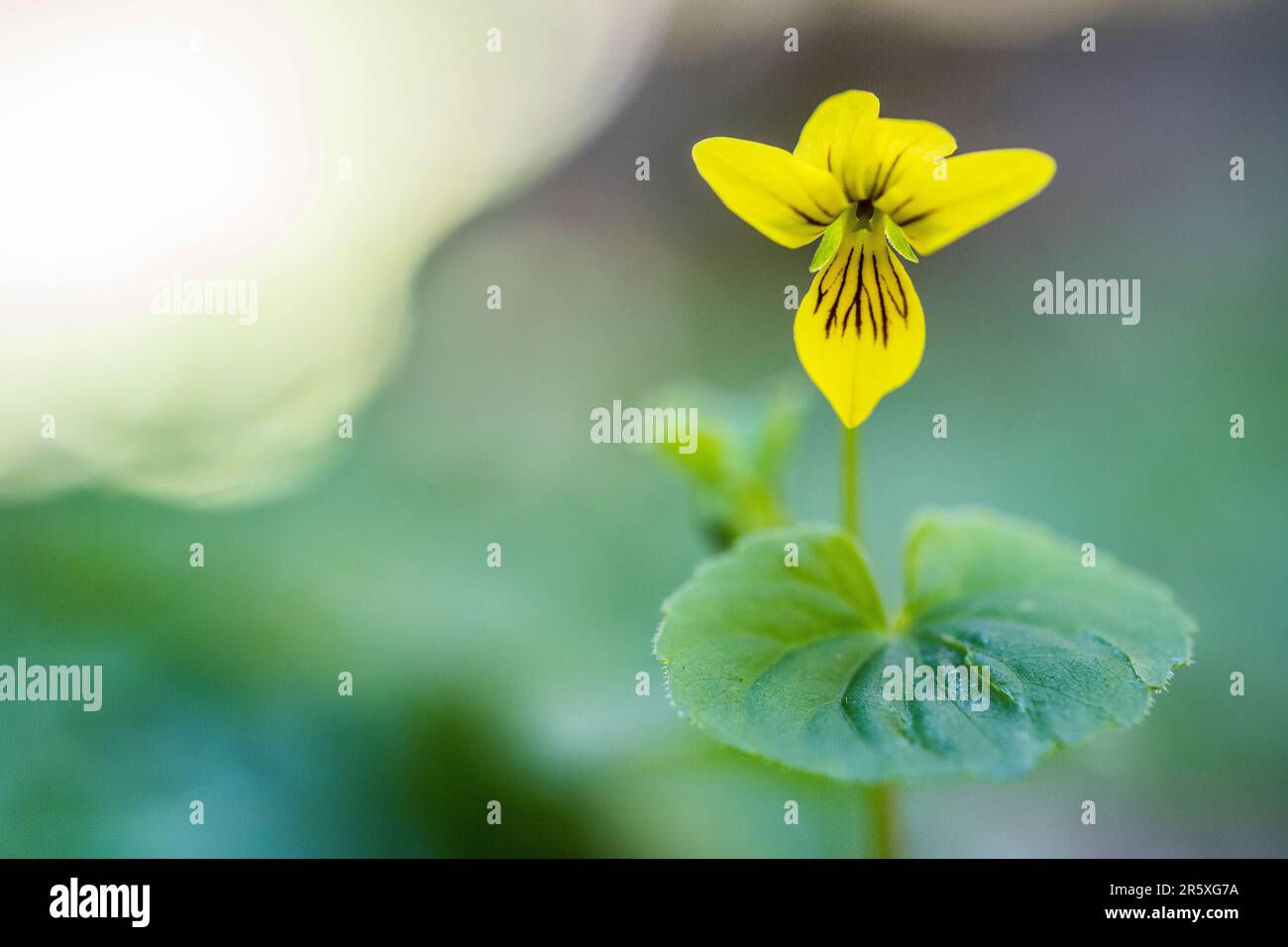 Viola biflora is a species of the genus Viola. It is also called alpine yellow-violet, arctic yellow violet, or twoflower violet. Stock Photo