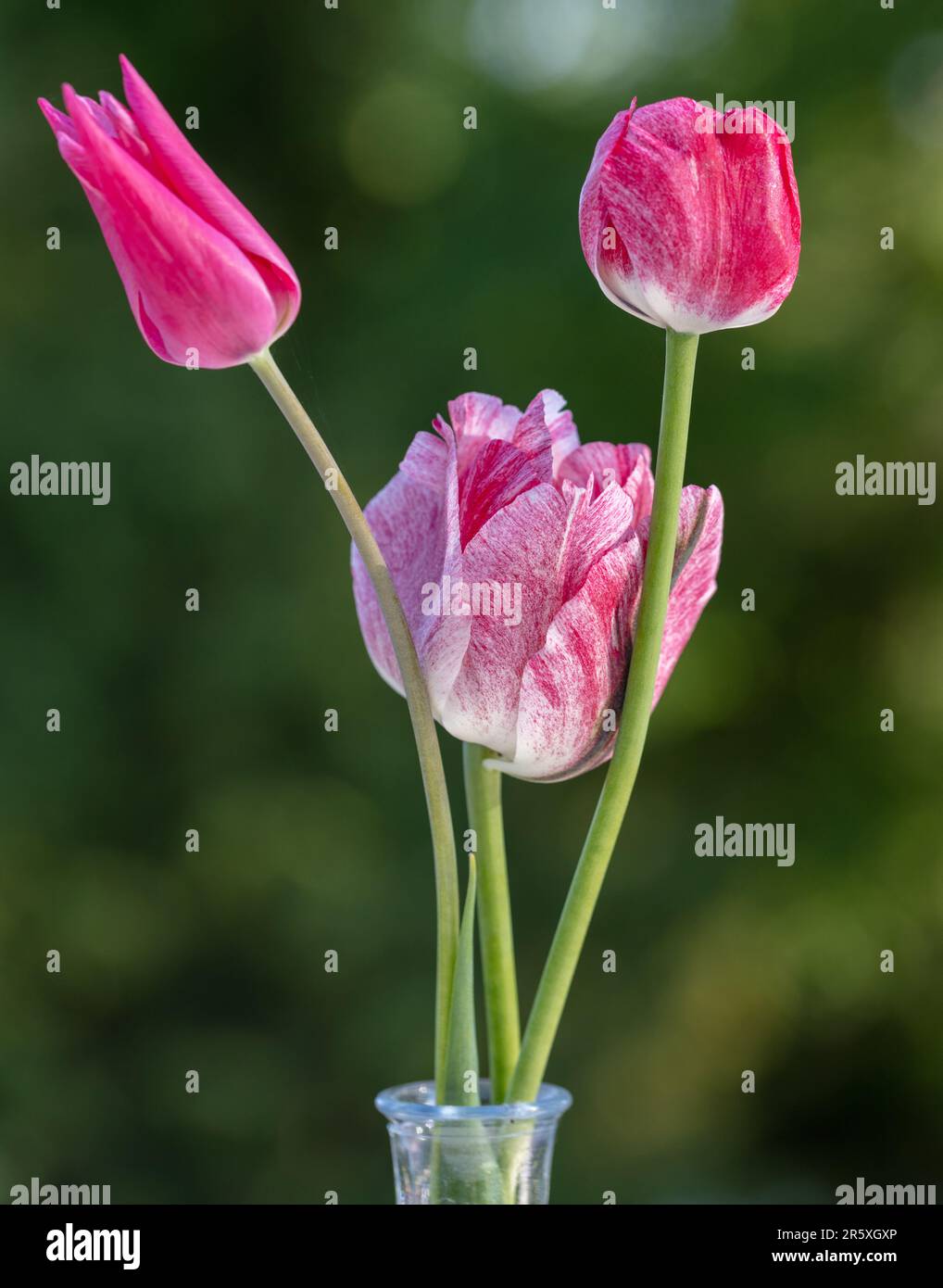 'Hemisphere' Garden tulip, Trädgårdstulpan (Tulipa gesneriana) Stock Photo