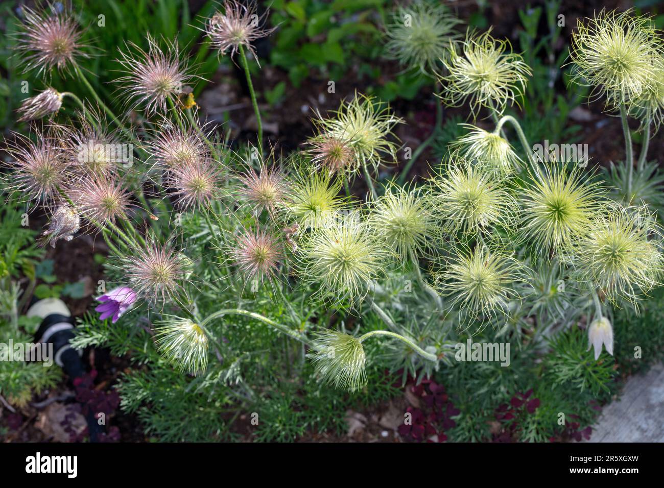 'Alba' Pasque flower, Backsippa, (Pulsatilla vulgaris) Stock Photo
