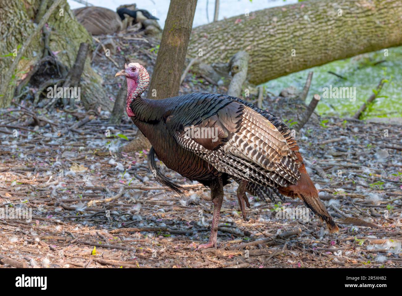 The wild turkey (Meleagris gallopavo) in the state park in Wisconsin Stock Photo