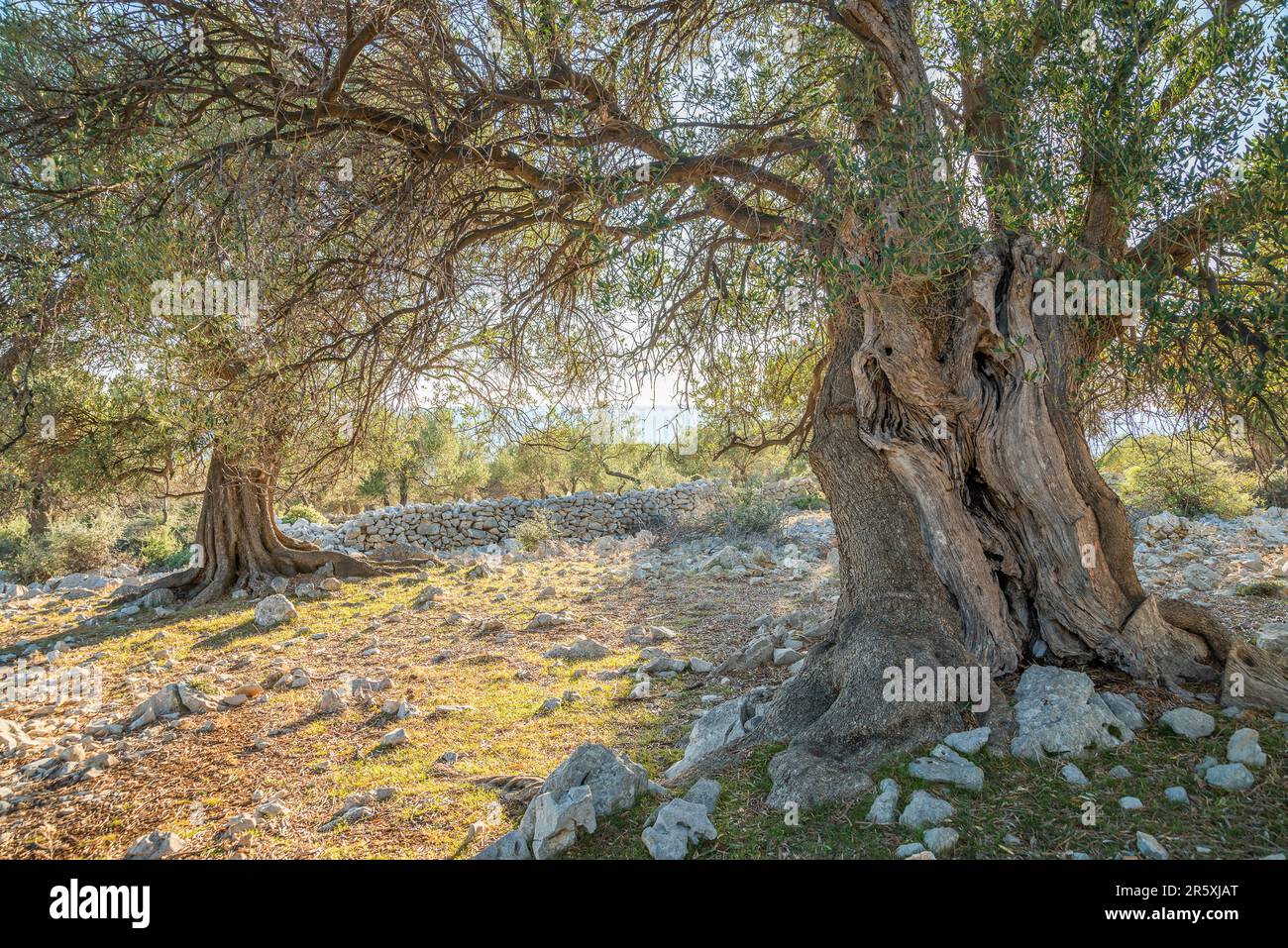 The olive, botanical name Olea europaea, is a species of small tree or
