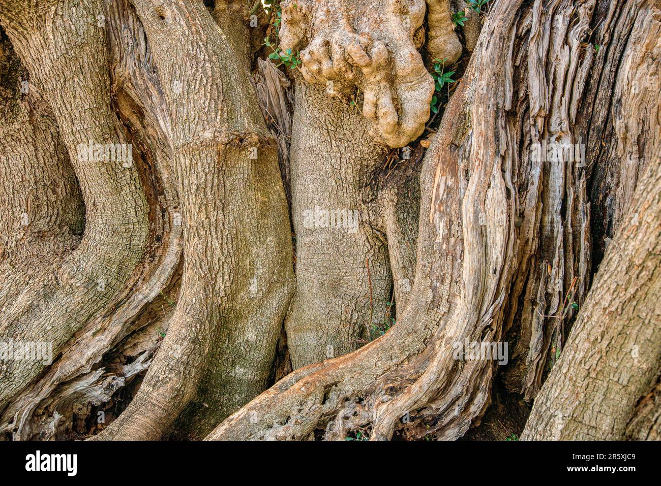 The olive, botanical name Olea europaea, is a species of small tree or shrub in the family Oleaceae, very old trees in Lun Pag Island, Croatia. Stock Photo