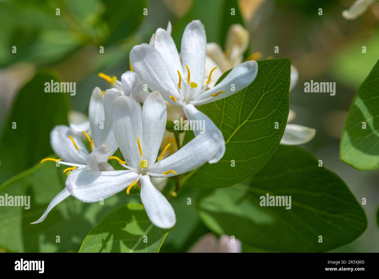 philodendron jerry horne Philodendron Jerry Horne – INDONESIAPLANTS main image 1