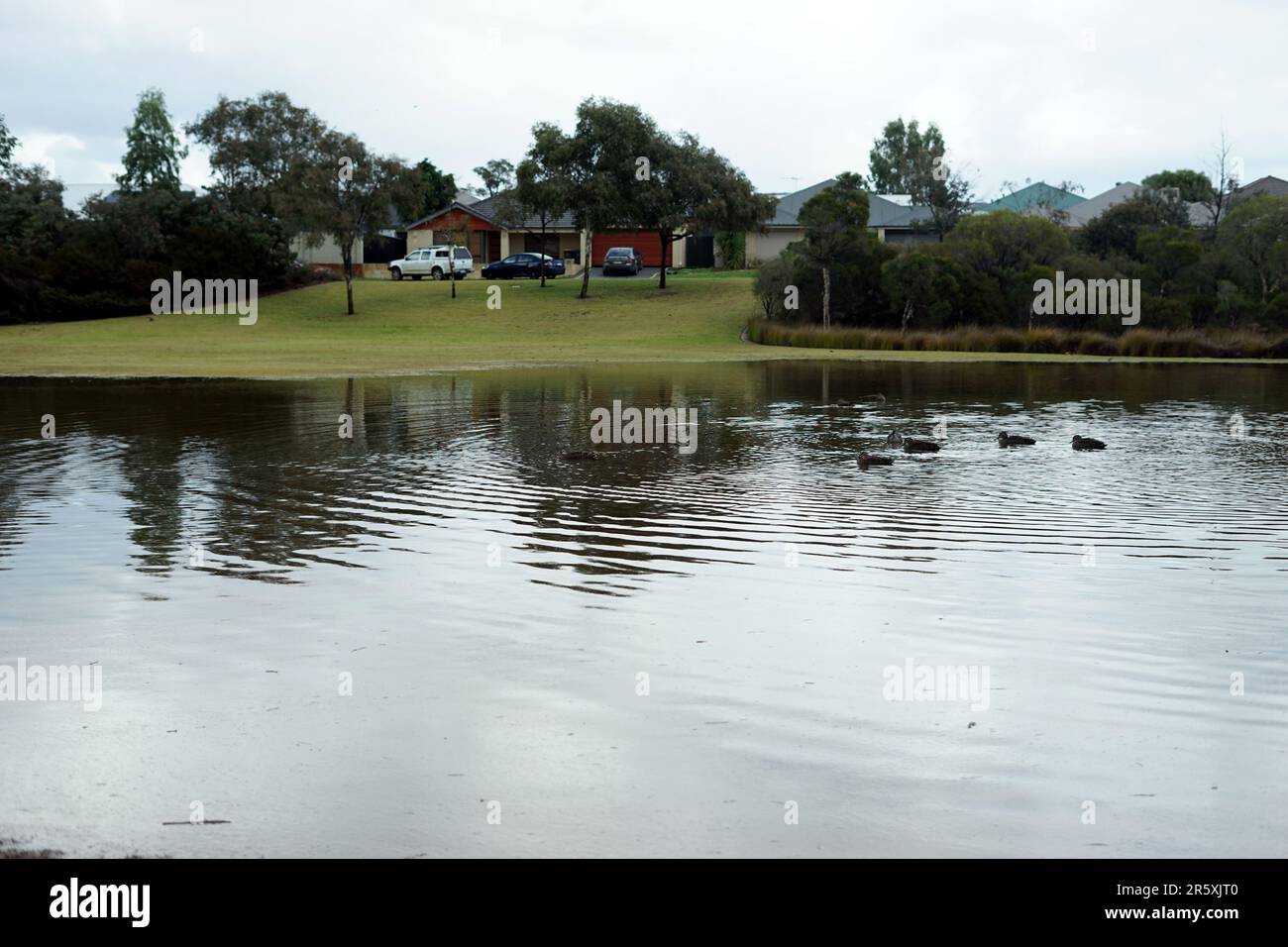 Perth australia june 6 2023 ducks swim on a flooded field in