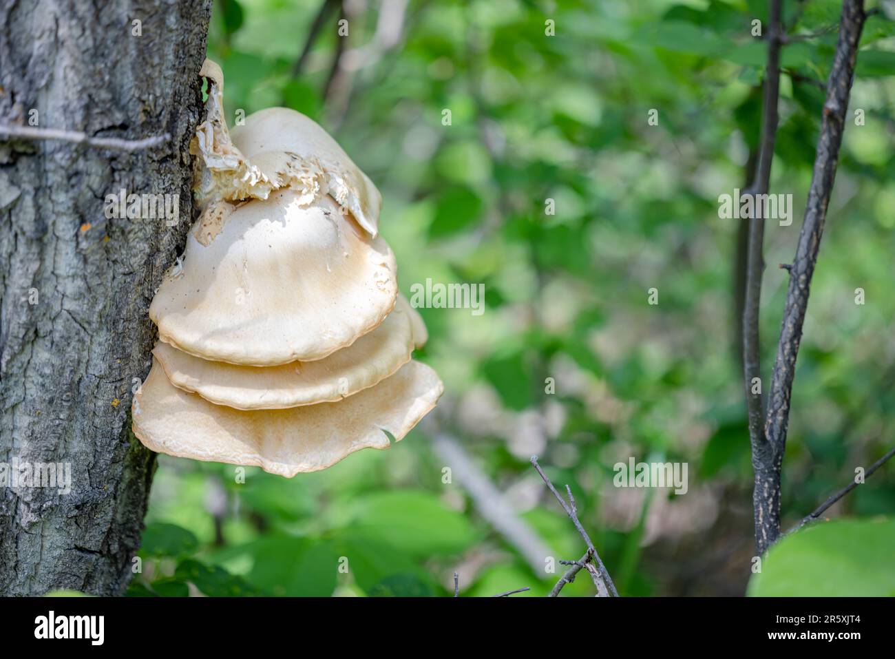 A Pleurotus ostreatus or the oyster a common edible mushroom on a tree. It is one of the more commonly sought wild mushrooms. Stock Photo