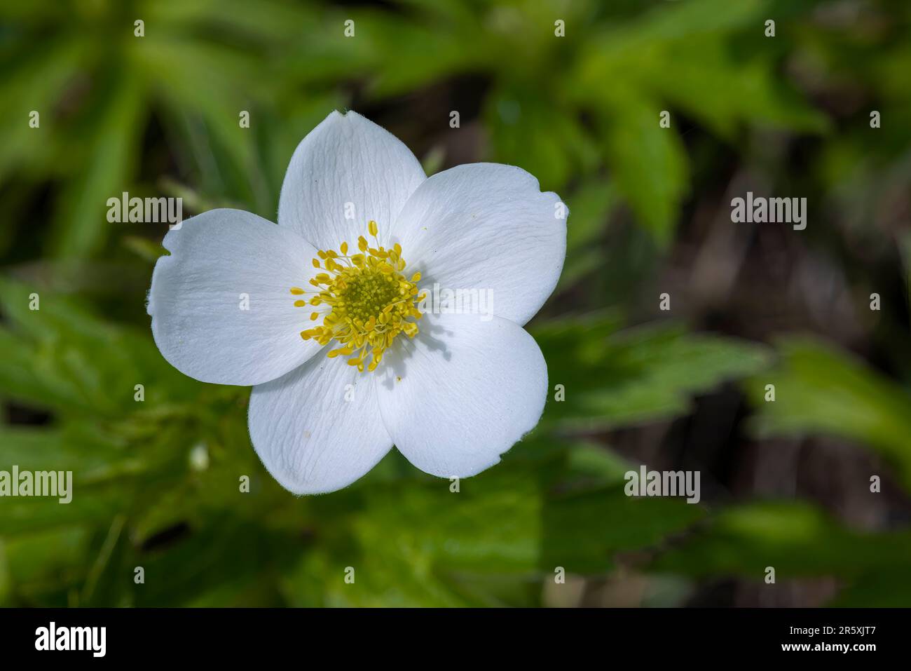 An Anemone parviflora flower, the northern anemone, or small-flowered anemone, is a herbaceous flowering plant species in the buttercup family Ranuncu Stock Photo