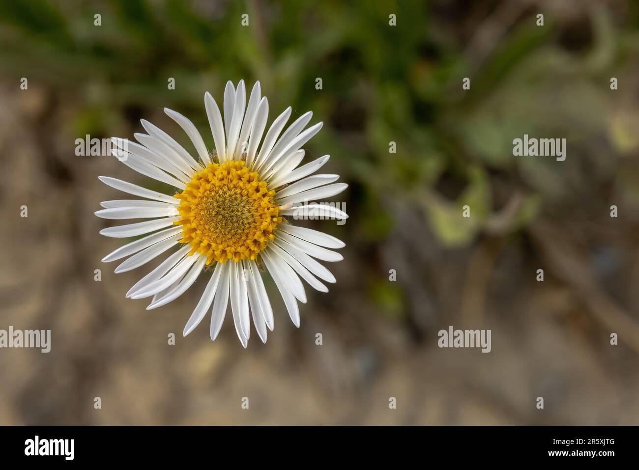An Erigeron ochroleucus flower. A North American species of flowering plant in the family Asteraceae, called the buff fleabane or buff daisy. It is na Stock Photo