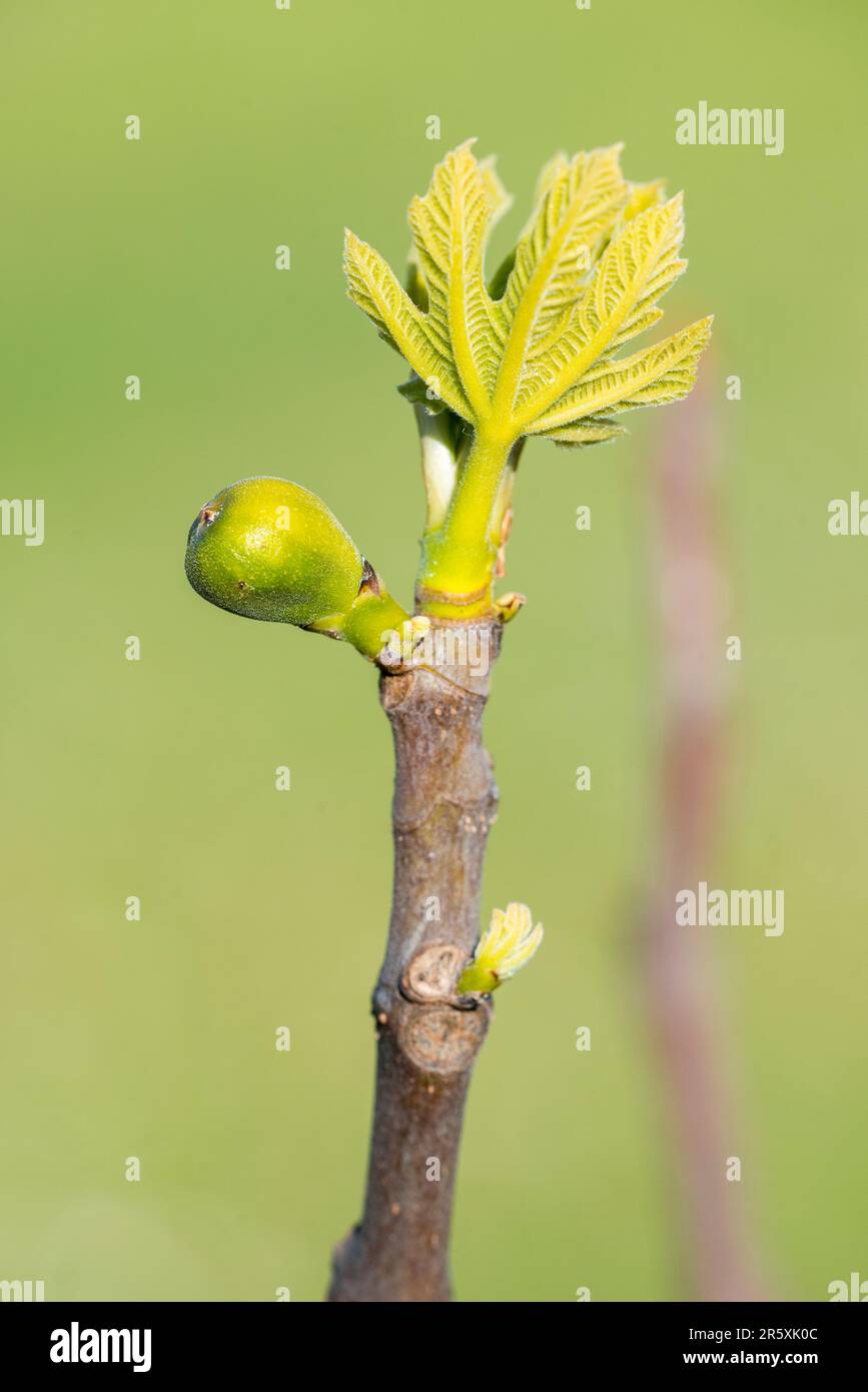 The fig is the edible fruit of Ficus carica, a species of small tree in the flowering plant family Moraceae, native to the Mediterranean region. Stock Photo