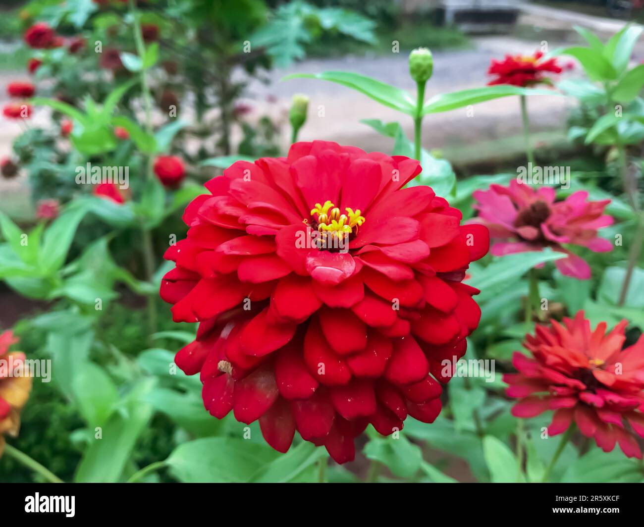 Blooming red flowers are a beautiful sight to behold, with their vibrant color and delicate petals. These flowers come in many different varieties, fr Stock Photo