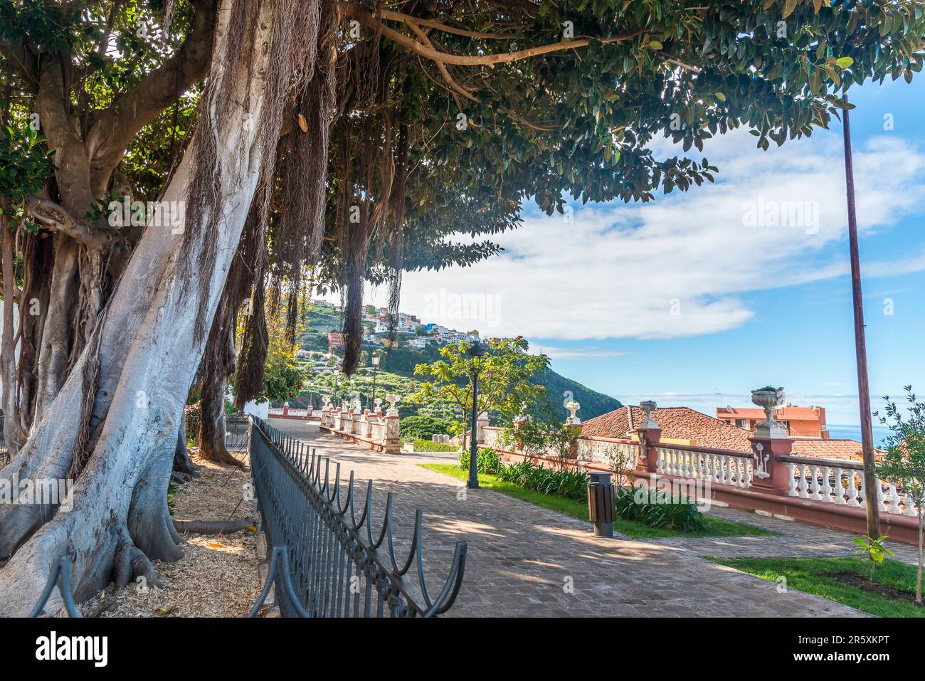 Ficus in Icod de los Vinos, Tenerife, Canary Islands. Stock Photo