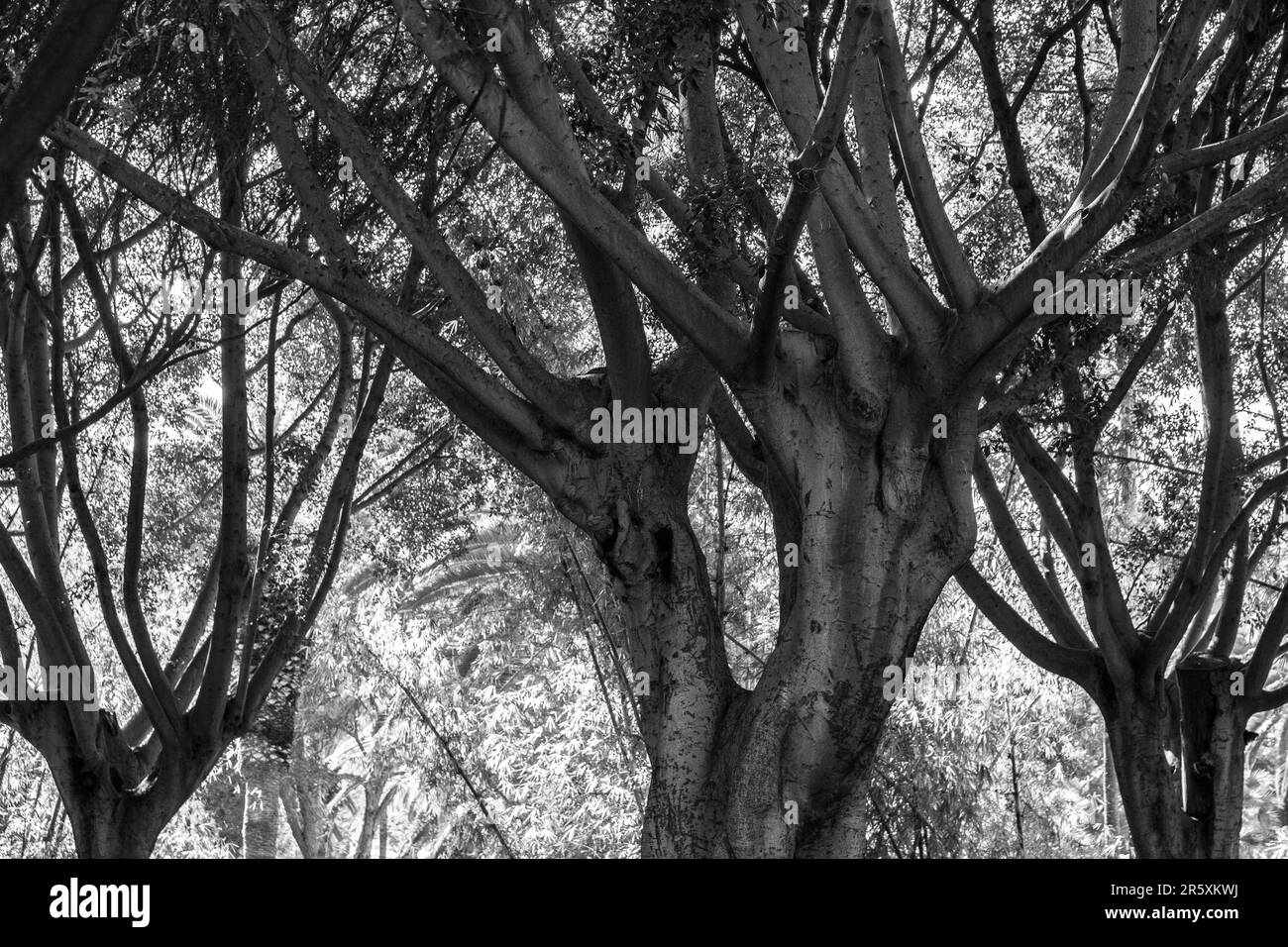 Ficus in Puntalarga, Candelaria, Tenerife, Canary Islands Stock Photo