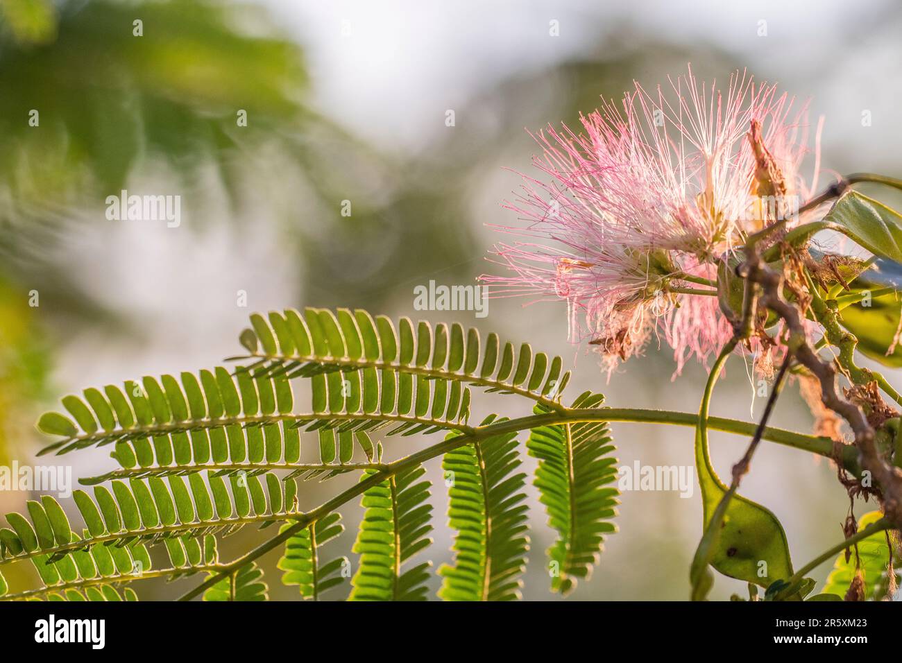 julibrissin, the Persian silk tree, pink silk tree, or mimosa