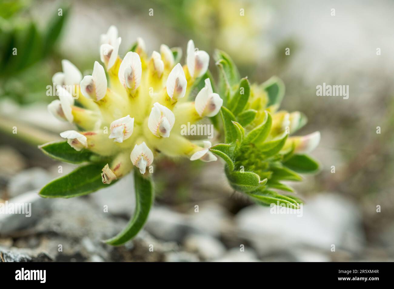 Anthyllis vulneraria (subsp alpestris), the common kidneyvetch, kidney vetch or woundwort is a medicinal plant native to Europe. Stock Photo