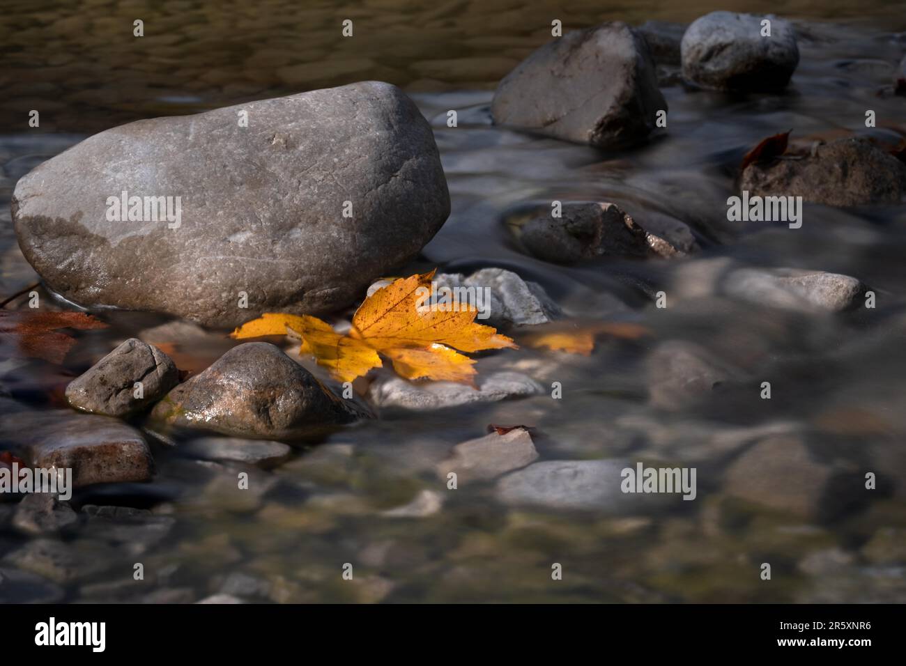 A yellow discoloured maple leaf lying in the riverbed Stock Photo