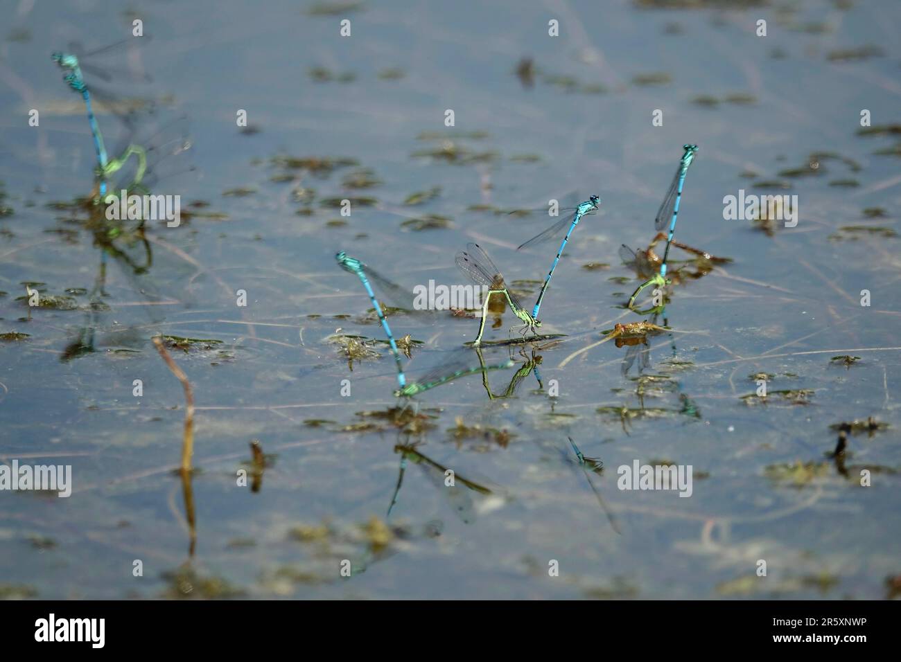Blue dragonflies, end of May, Germany Stock Photo