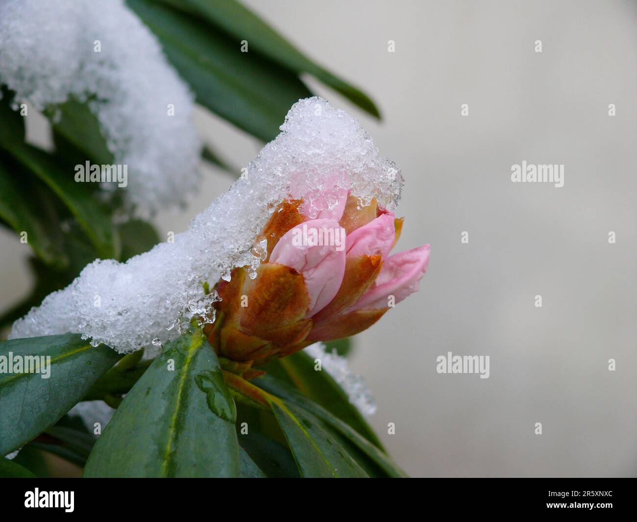 Rhododendron bloom winter hi-res stock photography and images - Alamy