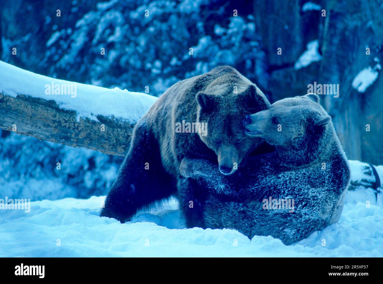 Brown bears (Ursus arctos) in the enclosure, brown bear romping in the