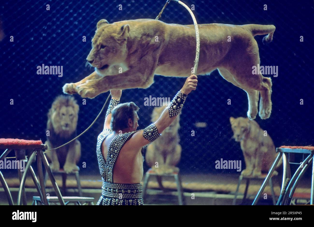 Circus: Lion (Panthera leo) tressure, lion Stock Photo