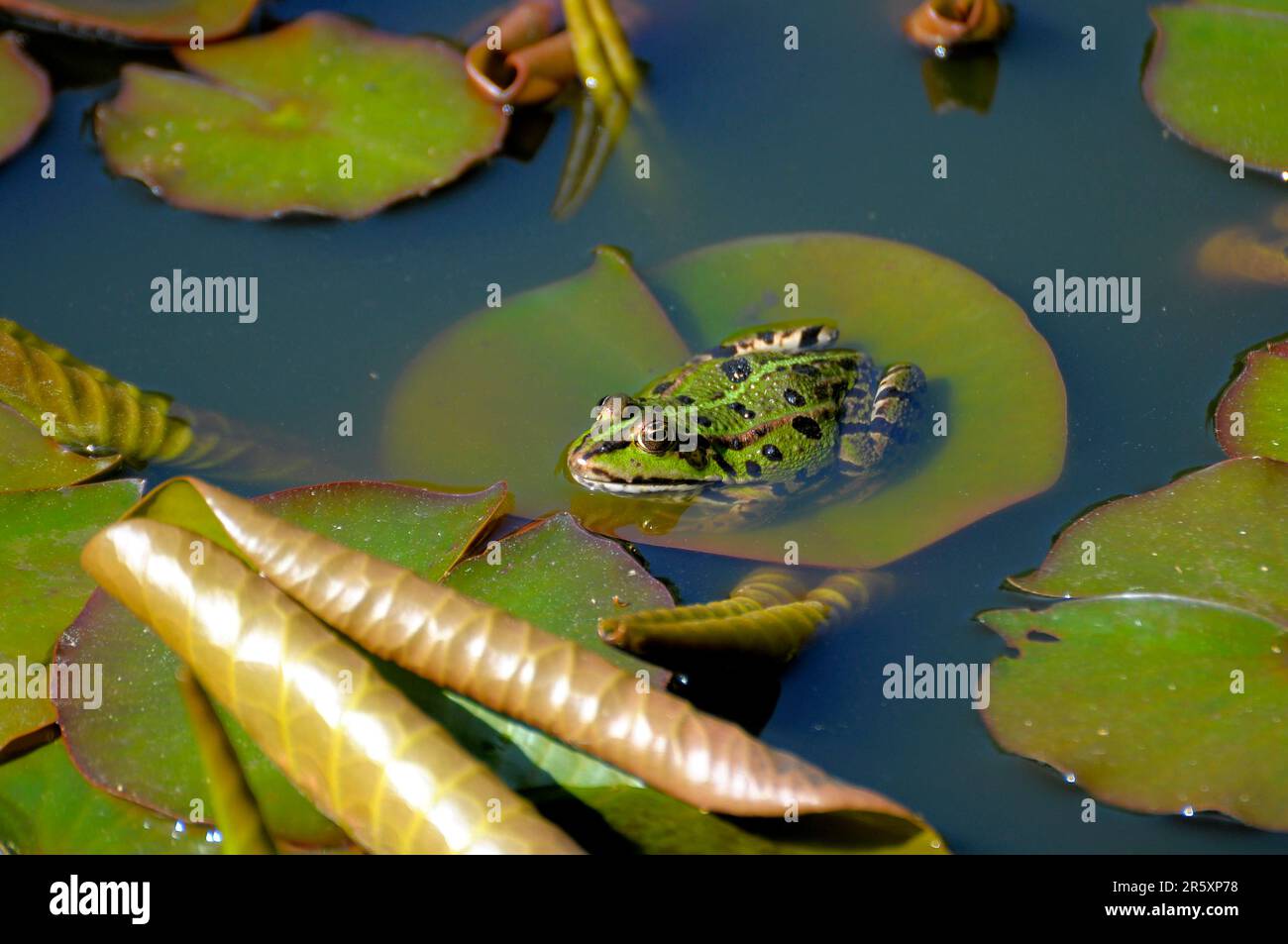 Water frog sitting on lily pad, in garden pond, pond frog (Rana kl. esculenta), water frog Stock Photo