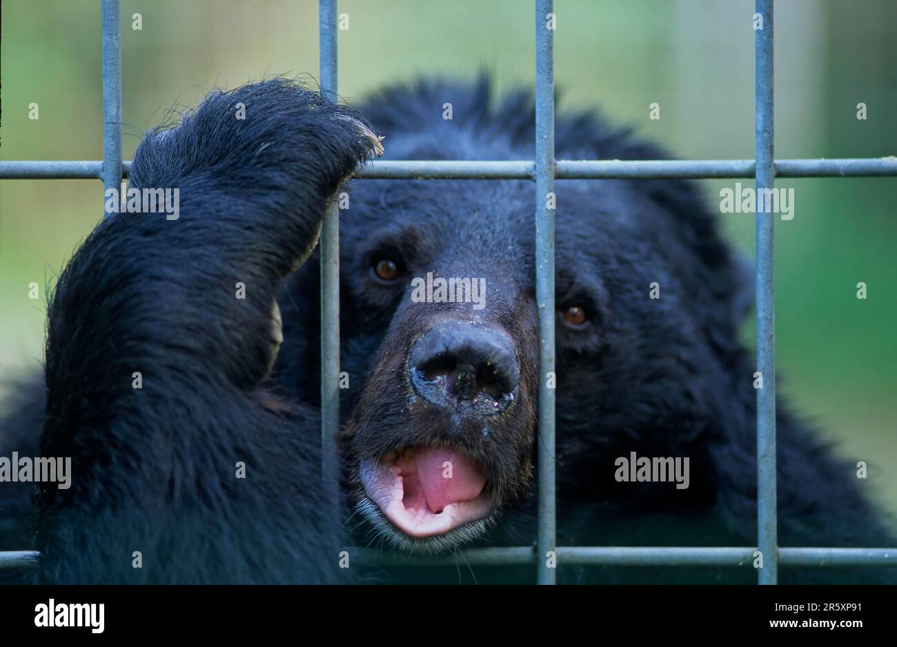 Zoo : Collar bear behind bars, Collar bear, asian black bear (Ursus thibetanus), Moon bear Stock Photo