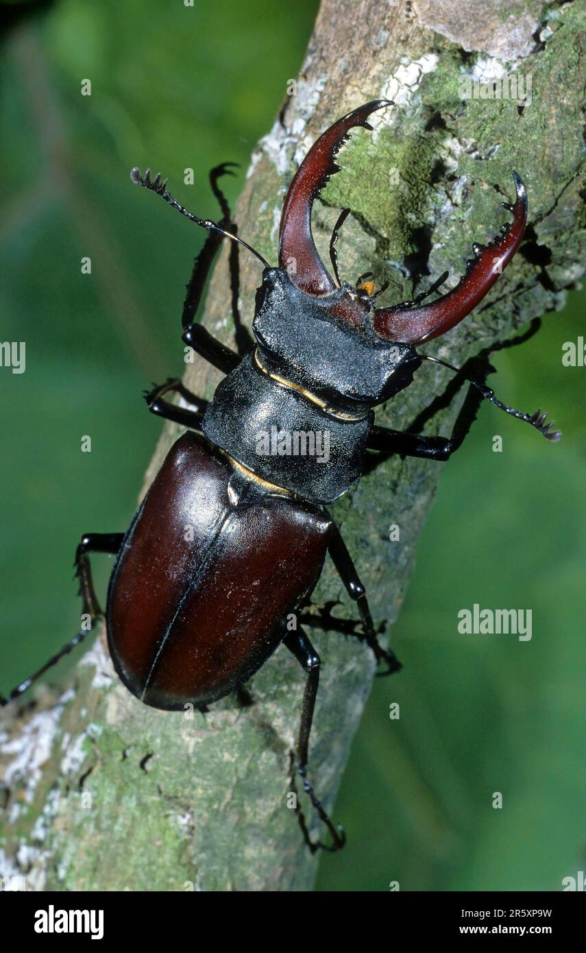 Small stag beetle hi-res stock photography and images - Alamy