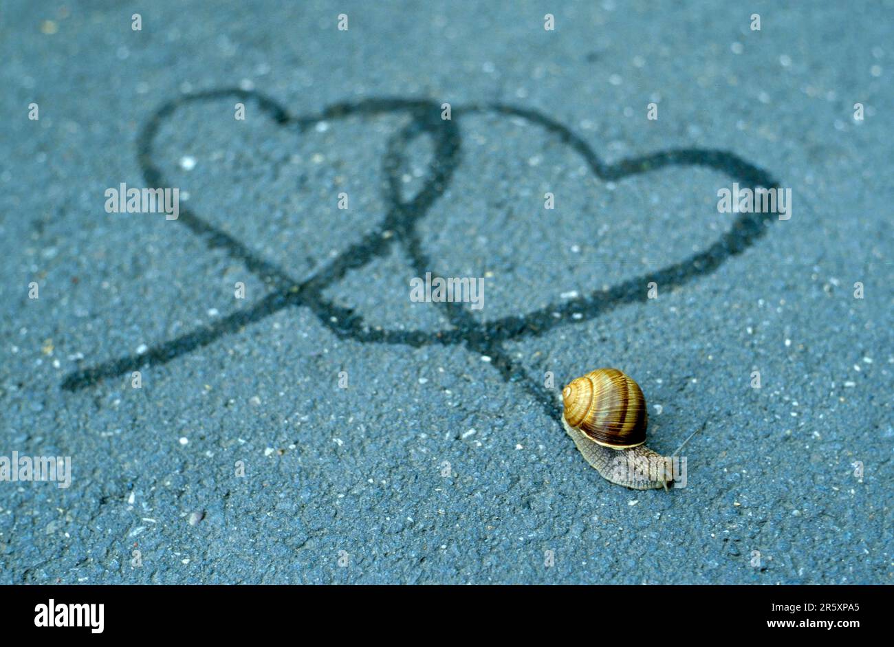 Snail track, heartshaped slime track, ribbon snail, garden ribbon