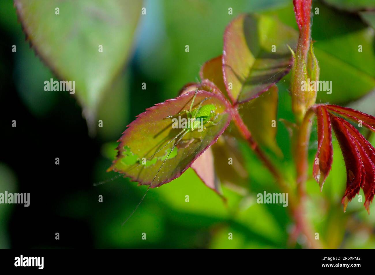 Bugs on rose petal Stock Photo Alamy