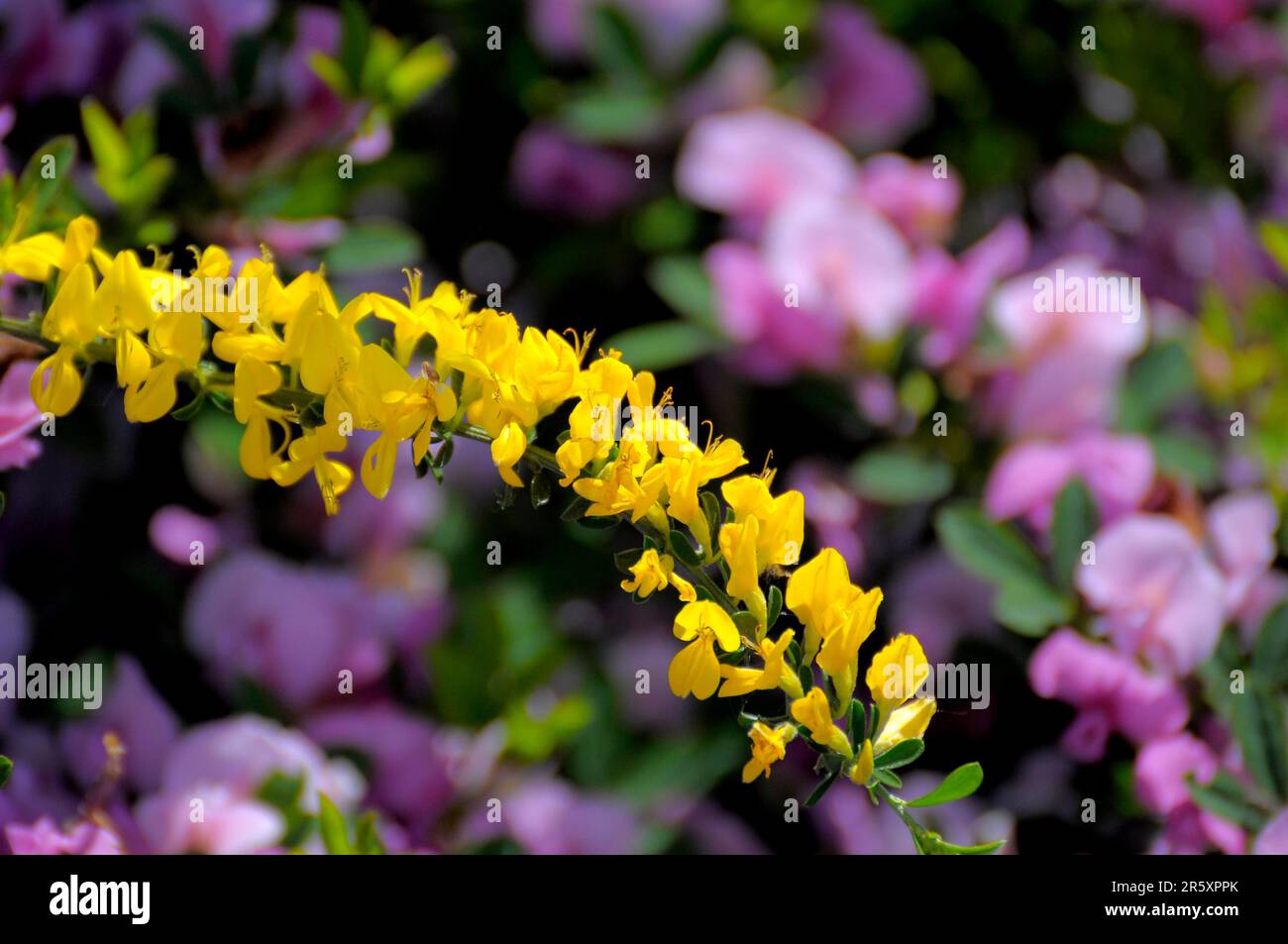 Broom flowering in the garden, common broom (Cytisus scoparius), broom