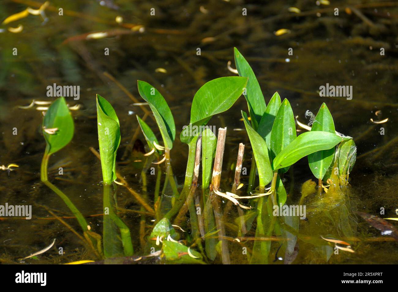 Frogspoon in the pond, common water-plantain (Alisma plantago-aquatica) Stock Photo