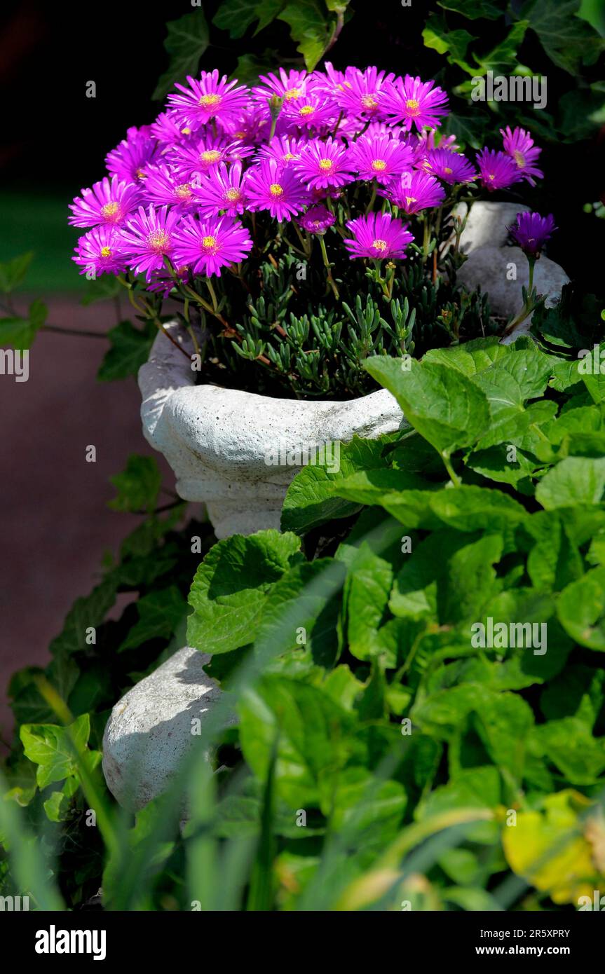 Midday flower purple flowering, midday flower (Lampranthus spectabilis) in shoe, shoe pot Stock Photo