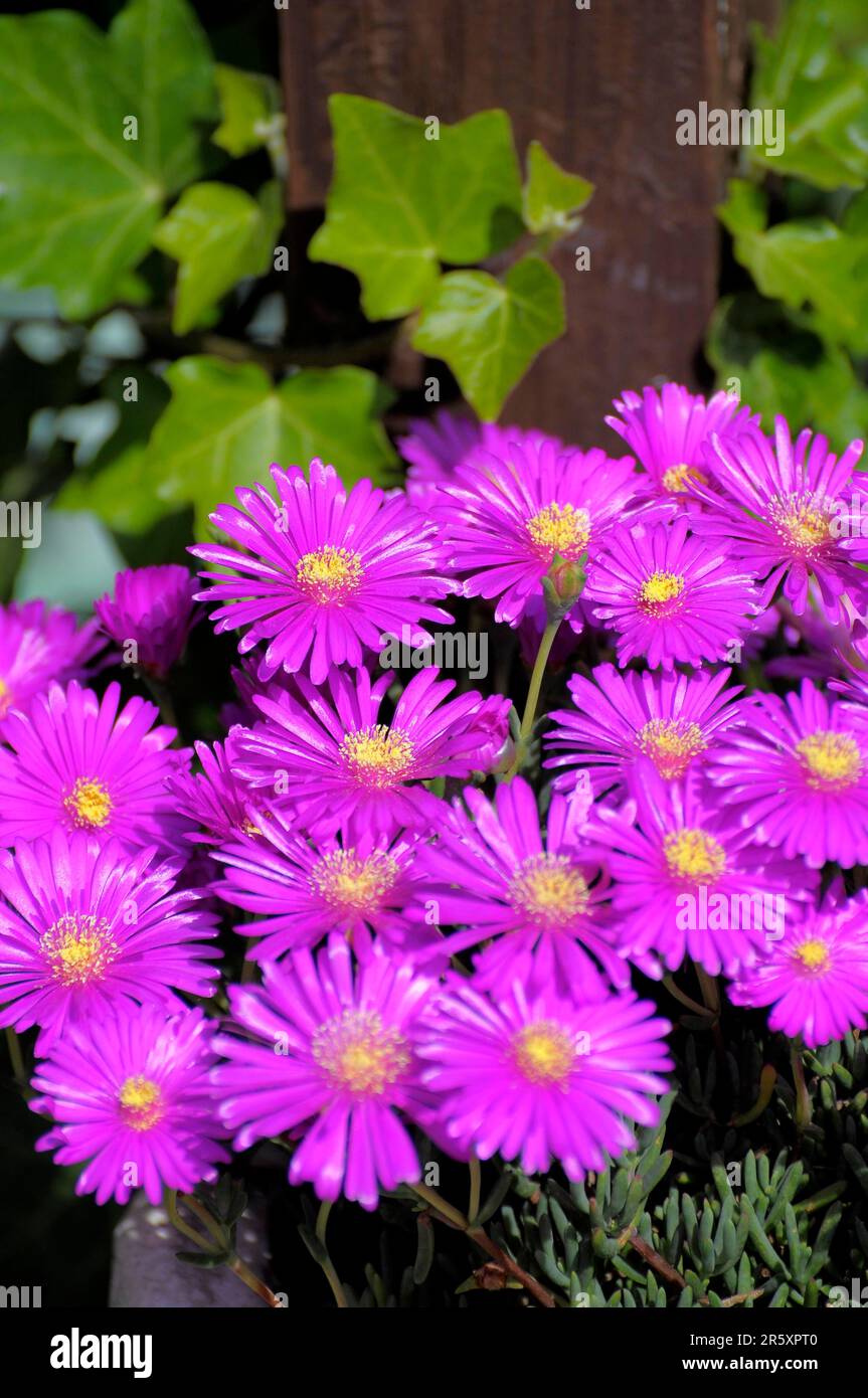 Midday flower purple flowering, midday flower (Lampranthus spectabilis) Stock Photo