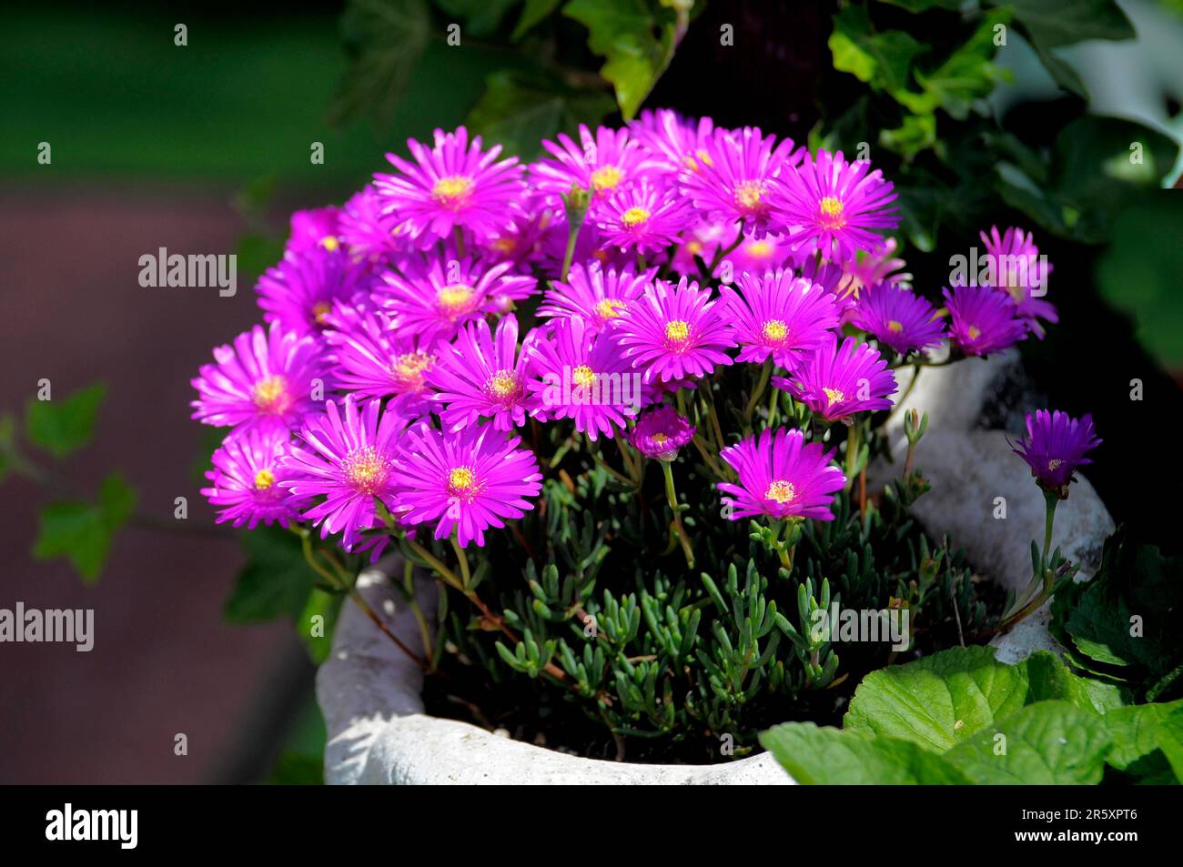 Midday flower purple flowering, midday flower (Lampranthus spectabilis) Stock Photo