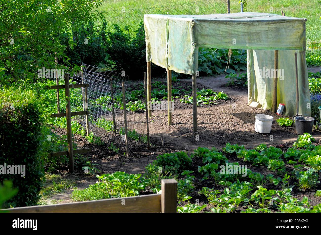Vegetable garden, allotment garden, cold frame, rain protection tent