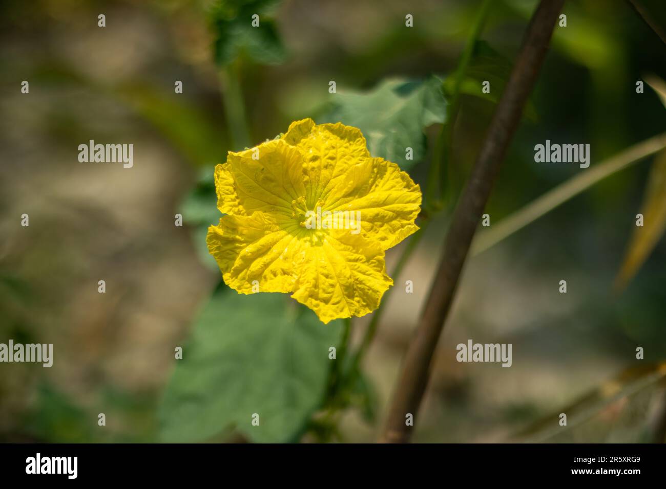 This is a climbing plant of the Cucurbitaceae family of cucumbers, Sponge gourd Luffa cylindrica is an important cultivated vegetable and medicinal pl Stock Photo
