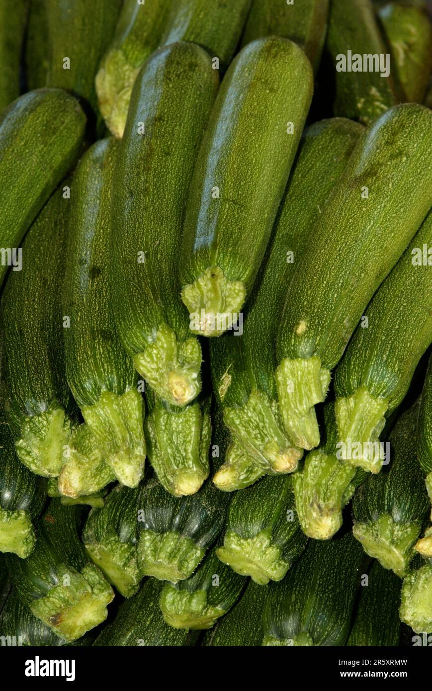 Courgettes (Cucurbita pepo var. giromontiina) Stock Photo