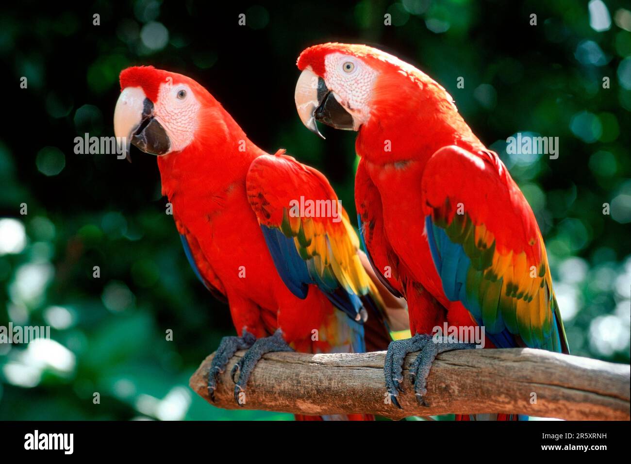 Scarlet macaw photography hi-res stock photography and images - Alamy