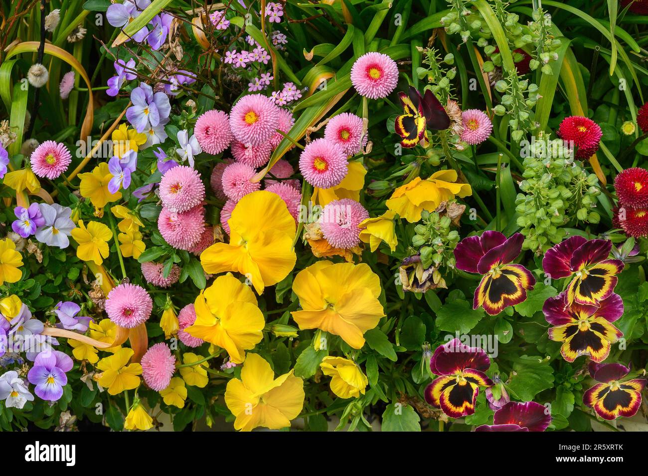 Spring flowers, Allgaeu, Bavaria, Germany Stock Photo Alamy