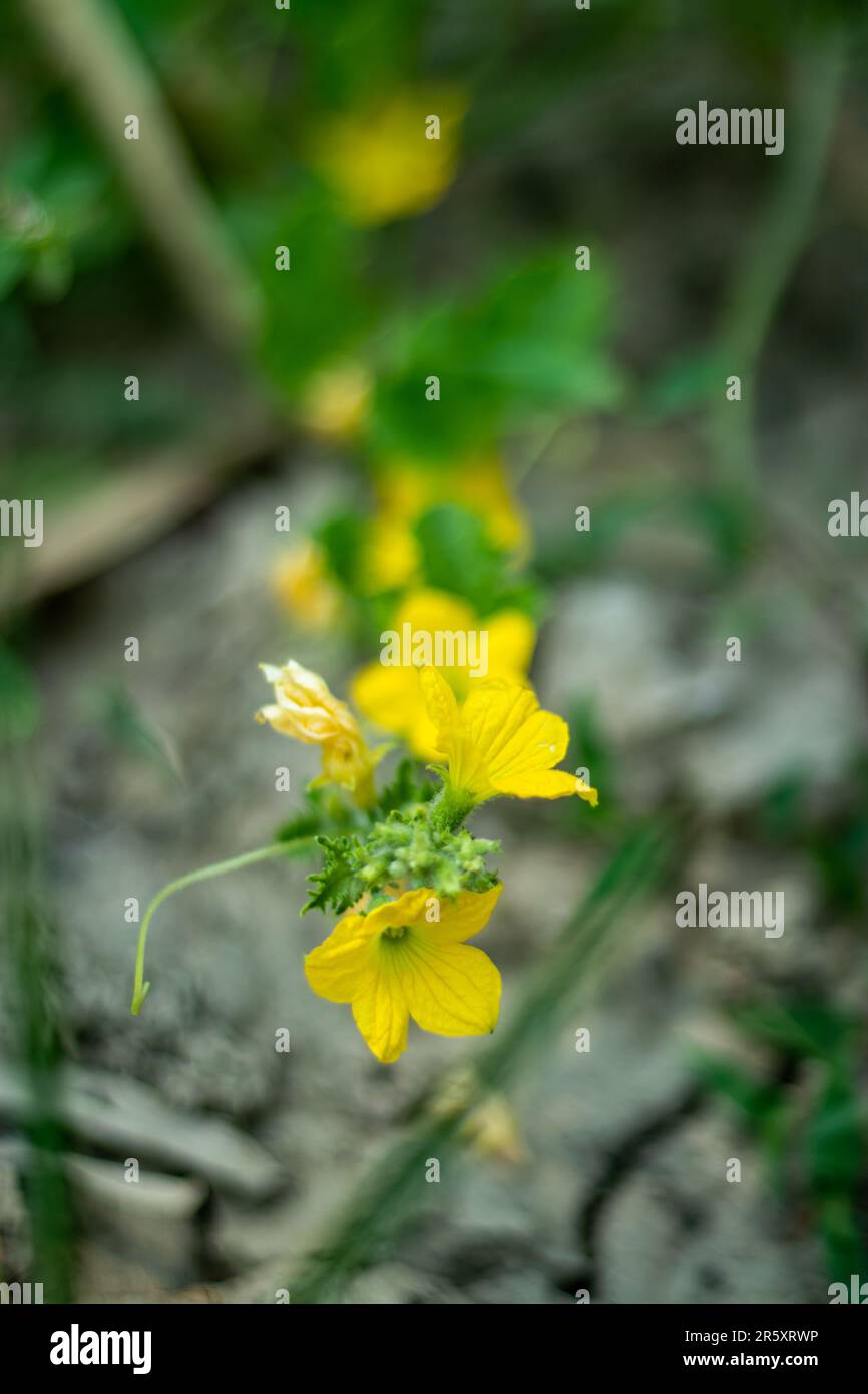 The male cucumber flower is bright yellow and relatively small compared to the female flowers. Cucumber flowers are small and yellow with five wrinkle Stock Photo