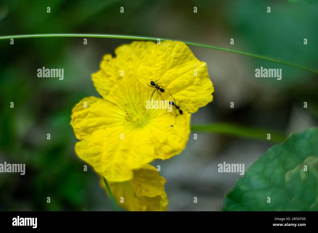The Sponge gourd is a fastgrowing plant and this is a unisexual male