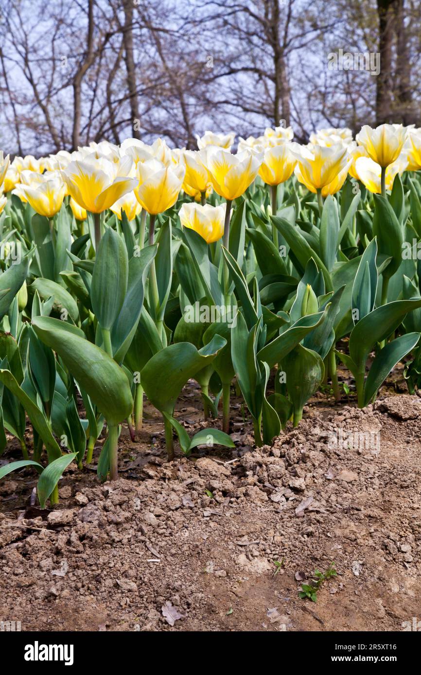 Cultivation of Darwin Hybrid Tulip Jaap Groot: yellow and white bicolor, perennial group Stock Photo