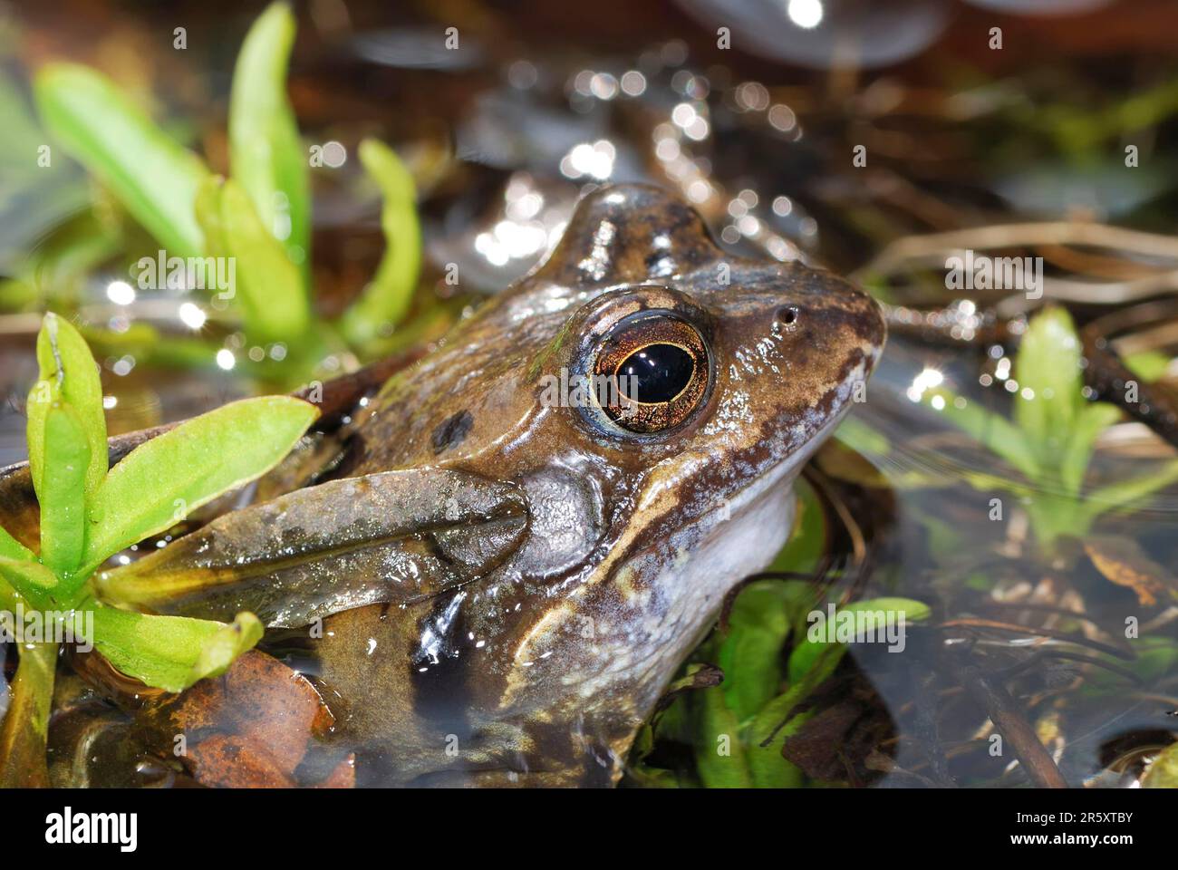 Lying frog hi-res stock photography and images - Alamy