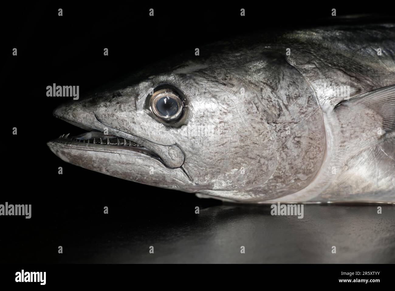 Head of a skipjack tuna (Katsuwonus pelamis), food photography with black background Stock Photo