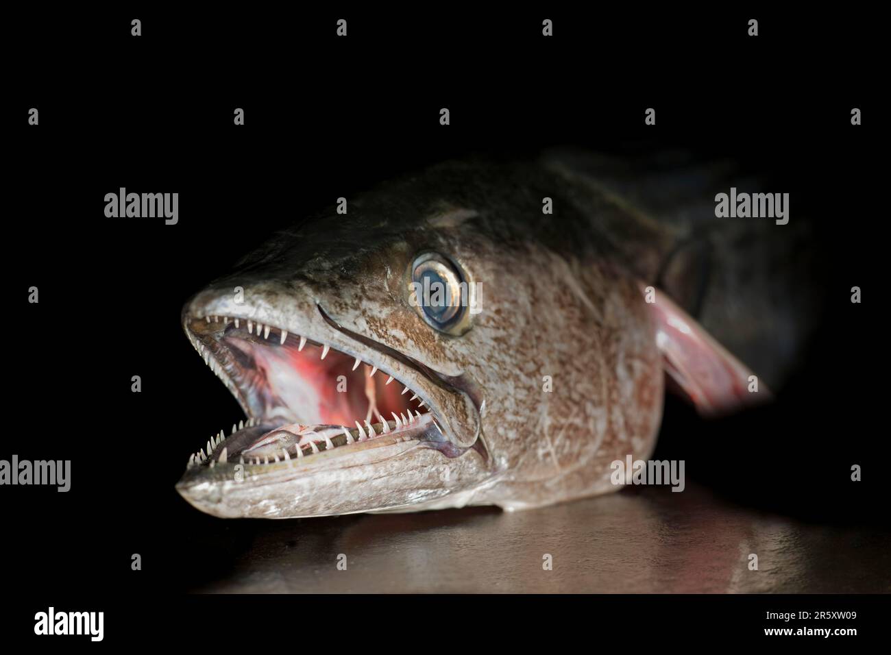 Ripped open mouth of a skipjack tuna (Katsuwonus pelamis), food