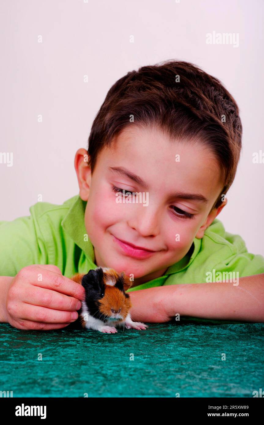 Boy with rosette guinea pigs, 2 days, rosette guinea pigs (Cavia porcellus) Stock Photo