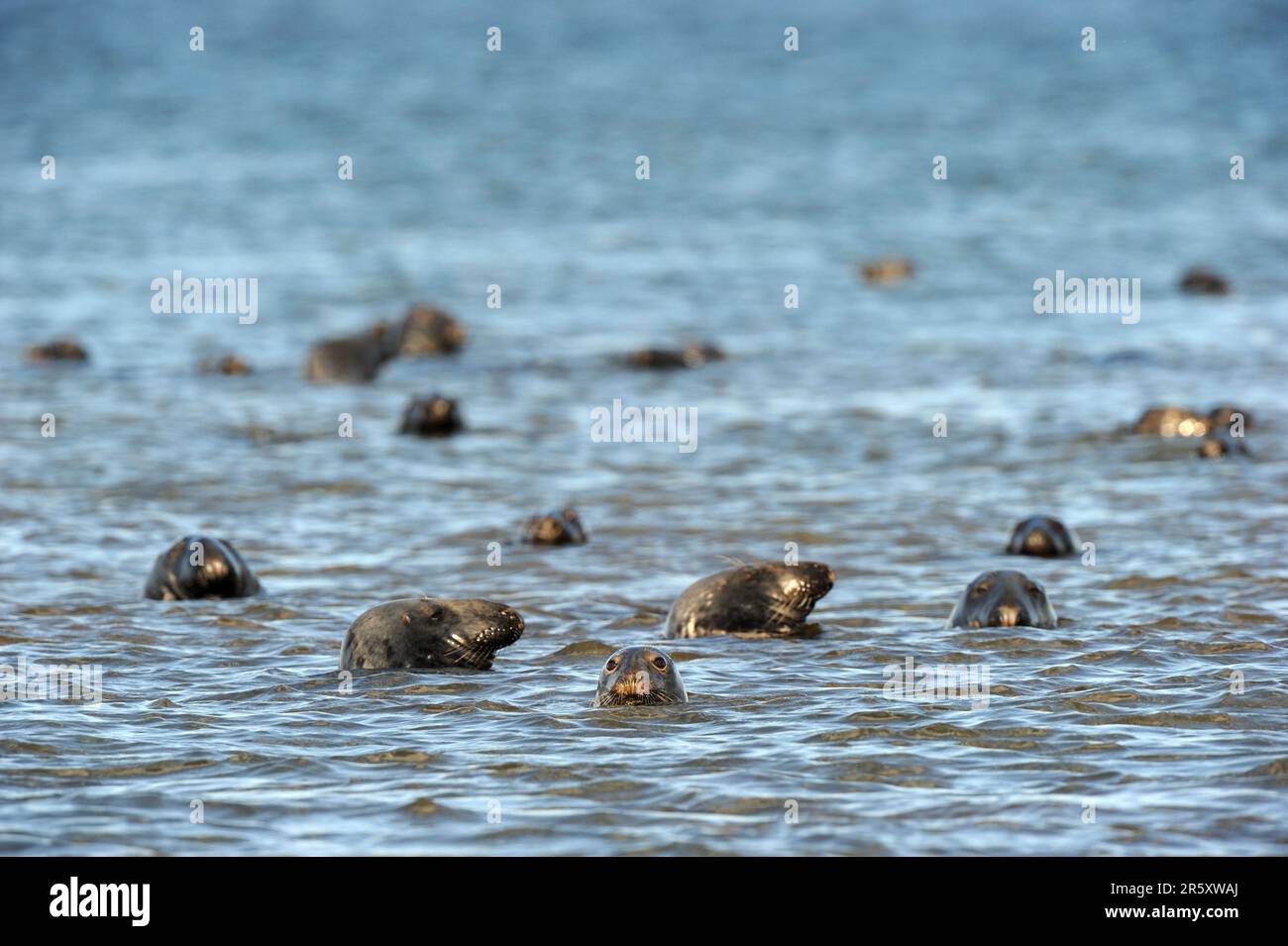 Grey seals (Halichoerus grypus), Gulf of St Lawrence, Kouchibouguac