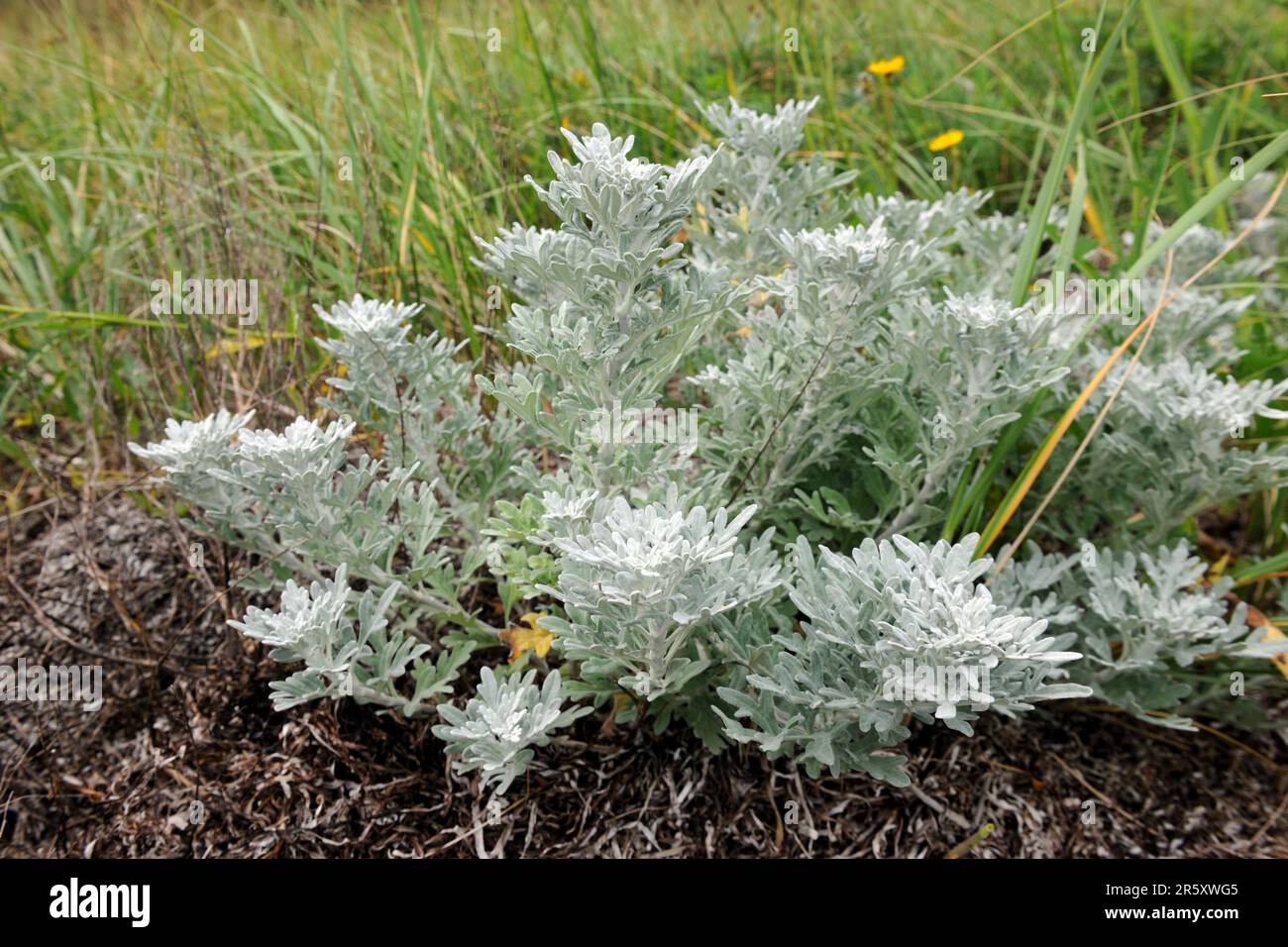 Low silver rue, Kouchibouguac National Park, New Brunswick (Artemisia stelleriana), silver wormwood, Canada Stock Photo
