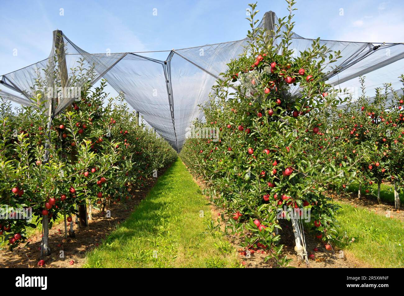 On Lake Constance, orchard on Lake Constance, apple orchard, Lake